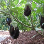 Как правильно выращивать баклажаны в теплице из поликарбоната