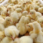 Как разводить бройлеров в домашних условиях — информация для начинающих