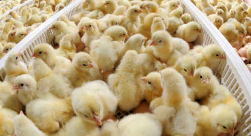 Цыплята бройлеры