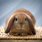 Семь выгодных бизнес идей с минимальными вложениями в домашних условиях