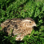 Перепелиная ферма как бизнес. Как открыть перепелиную ферму.