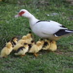 Как правильно разводить индоуток в домашних условиях