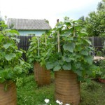 Как выращивать огурцы в бочке по технологии Октябрины Ганичкиной