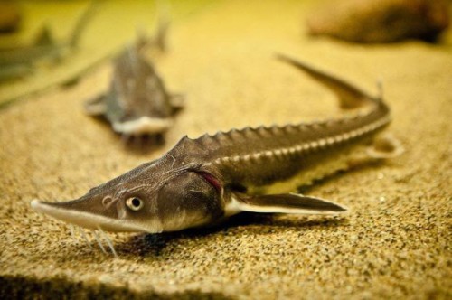 Осётр в аквариуме