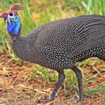 Как правильно разводить цесарок в домашних условиях: подробная инструкция для начинающих — как содержать и ухаживать и какое нужно помещение