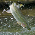 Как создать мини ферму по разведению форели