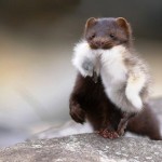 Как правильно разводить норку в домашних условиях — инструкция для начинающих