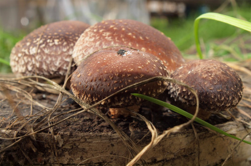 Японский гриб на пне