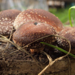 Выращивание грибов шиитаке в домашних условиях как бизнес