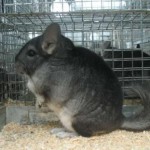 Разведение шиншилл в домашних условиях. Как разводить шиншилл.