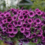 Выращивание петуний в домашних условиях как бизнес