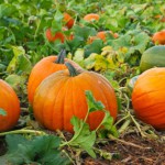 Как правильно выращивать тыкву в открытом грунте: полезные советы по уходу и технологии выращивания от опытных садоводов